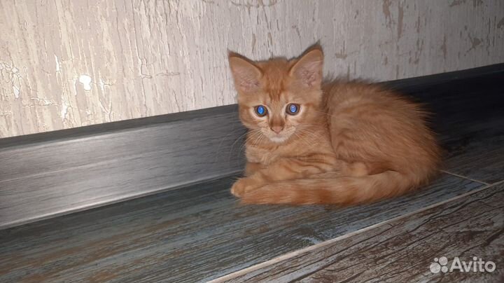 Рыжая кошечка