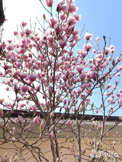 Магнолия дерево