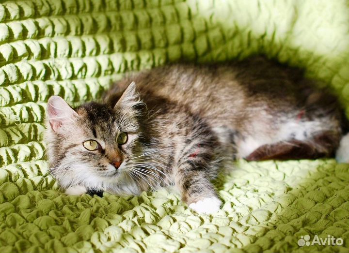 Девочка-Припевочка ищет дом