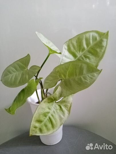 Сингониумы