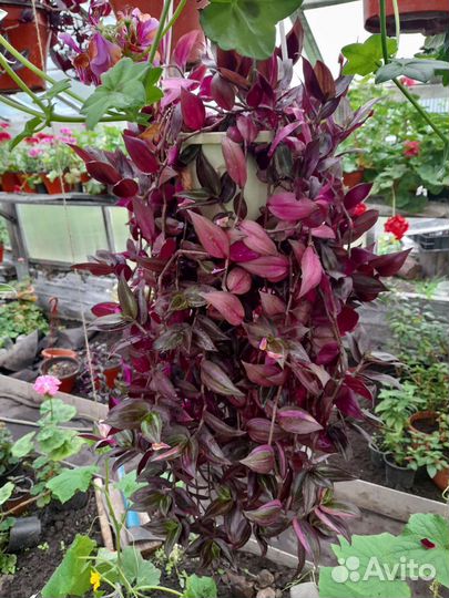 Традесканция зебрина и др