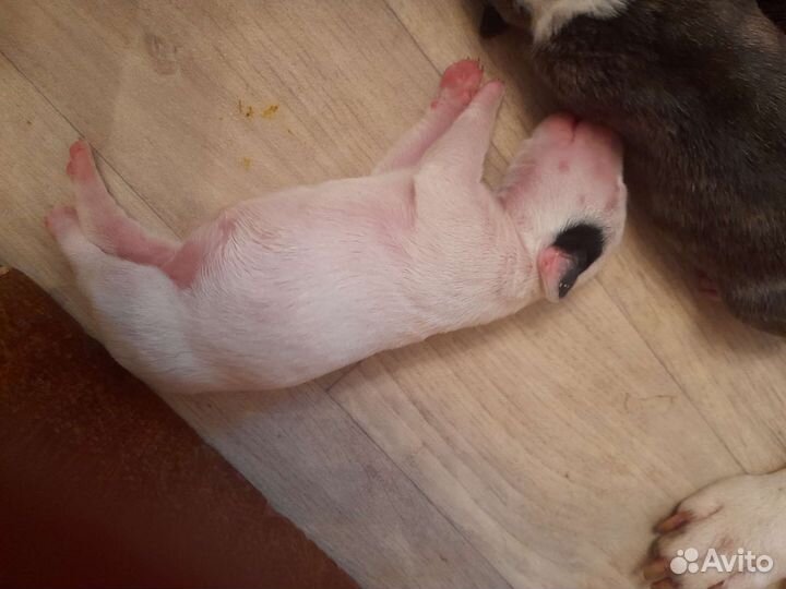 Щенки стандартного бультерьера