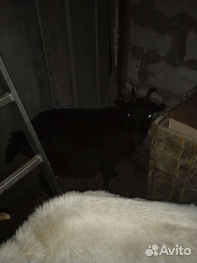 Коза, бараны, корова