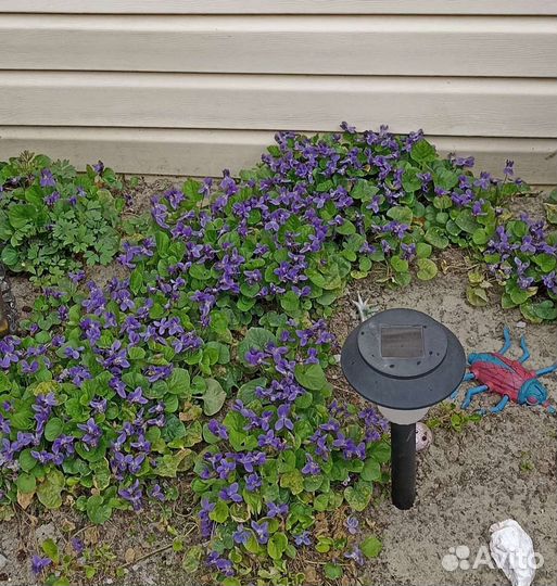 Арабис, многолетник