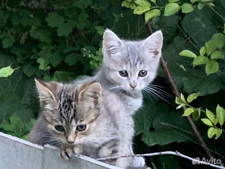 Британские котята бесплатно