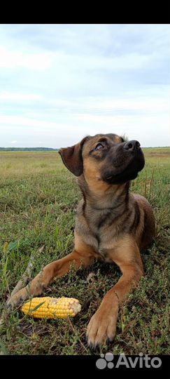 Щенок стаффа в добрые руки