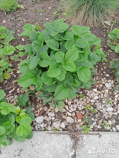 Молодые кустики Клубники