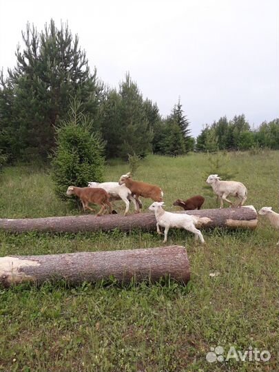 Катумские овцы