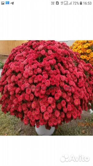 Мультифлора