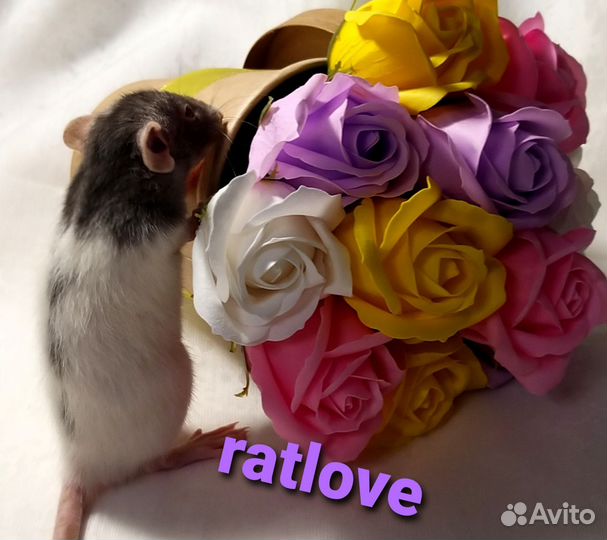 Крысята дамбо от ratlove