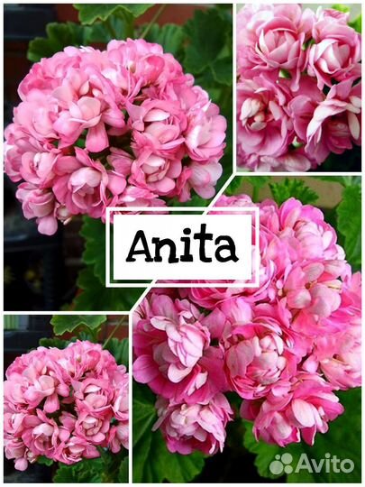 Пеларгония сортовые кустики