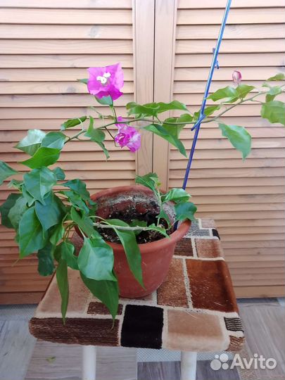 Бунгенвиллия