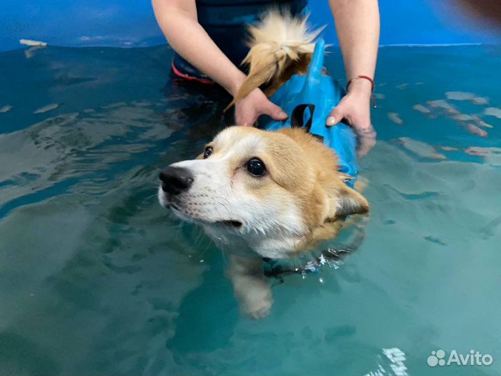 Бассейн для собак