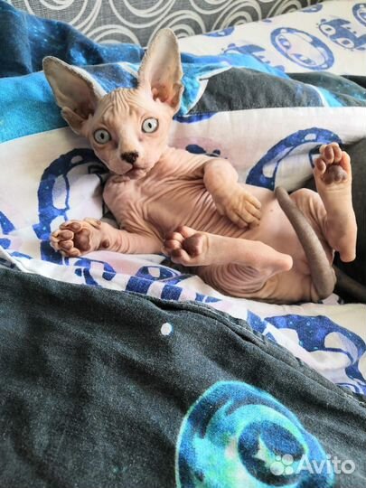 Канадский сфинкс