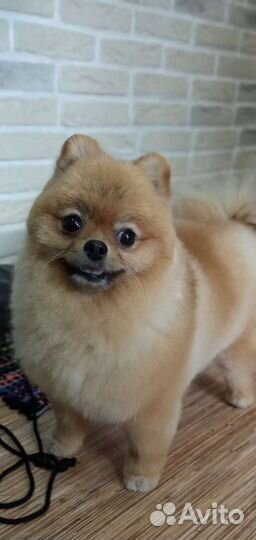 Стрижка собак и кошек грумер