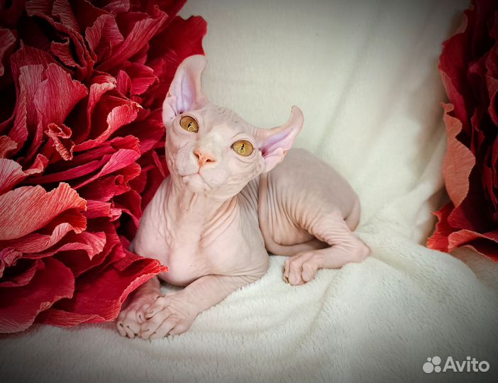 Эльф (двэльф лонг)