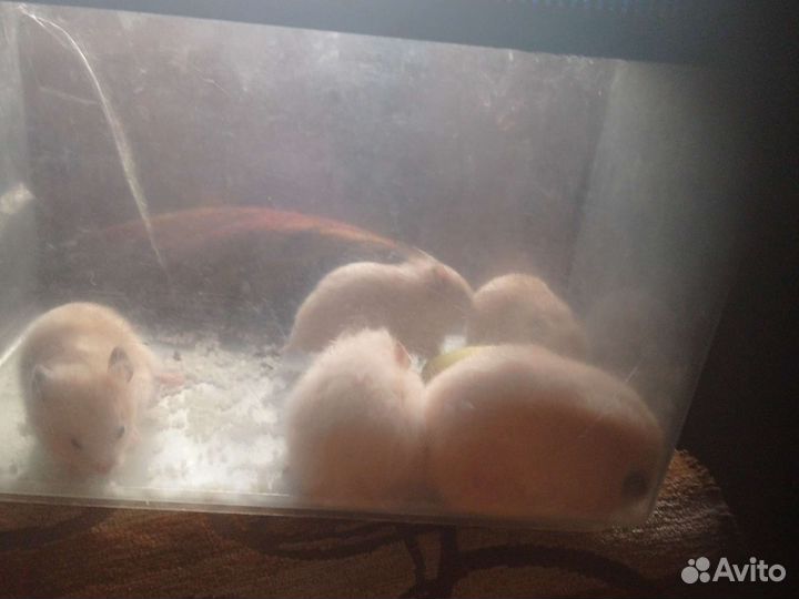 Хомячки сирийские,джунгарские