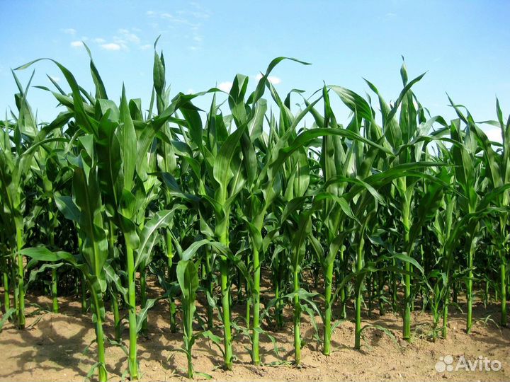 Семена кукурузы гибриды