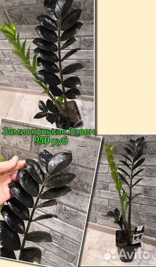 Замиокулькас черный Равен