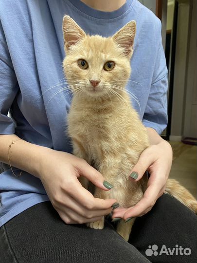 Кошка (девочка) в добрые руки