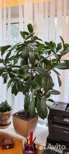 Спатифиллум