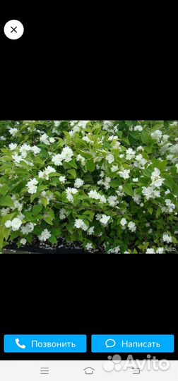 Жасмин (чубушник) саженцы
