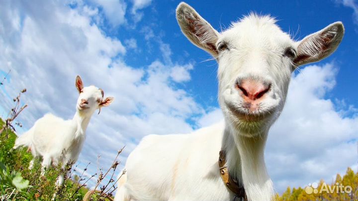 Навоз козий