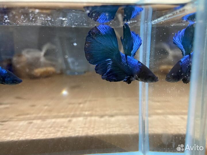 Рыбка петушок самец