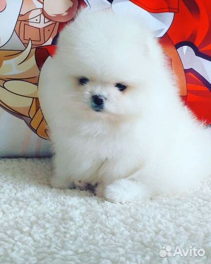 Шпиц мальчик