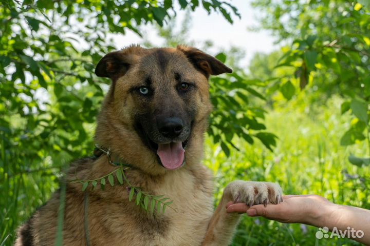 Красавец Маркус в добрые руки