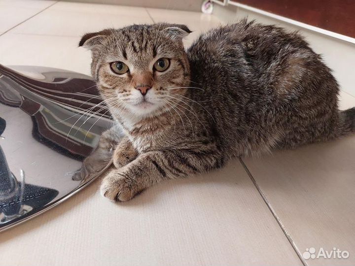 Кошка вислоухая