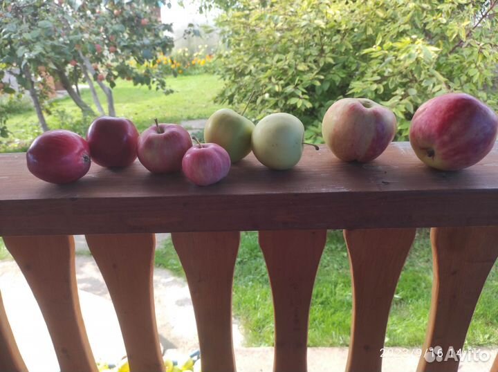 Яблоки домашние
