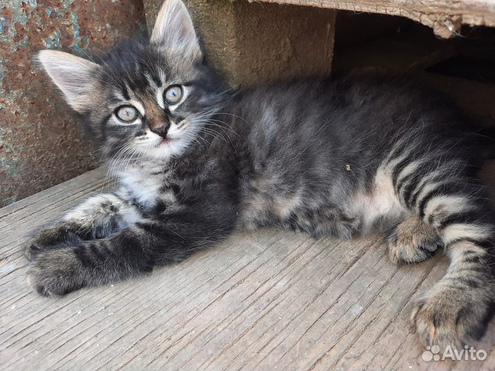 Котята отдам в добрые руки бесплатно