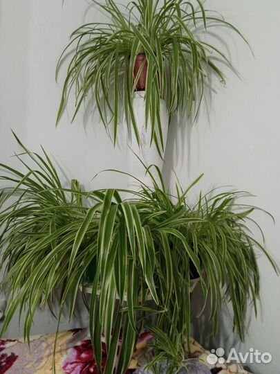 Хлорофитум