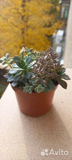 Мини - садик из суккулентов