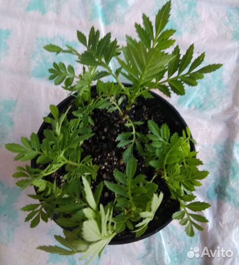 Бархатцы низкорослые