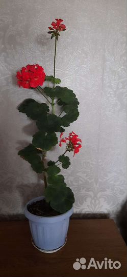 Герань пеларгония