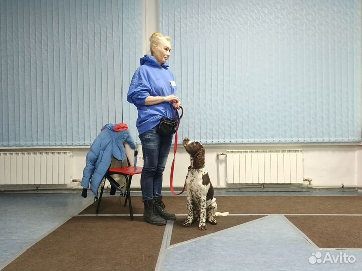 Дрессировка собак в Тольятти. Кинолог. угс окд зкс