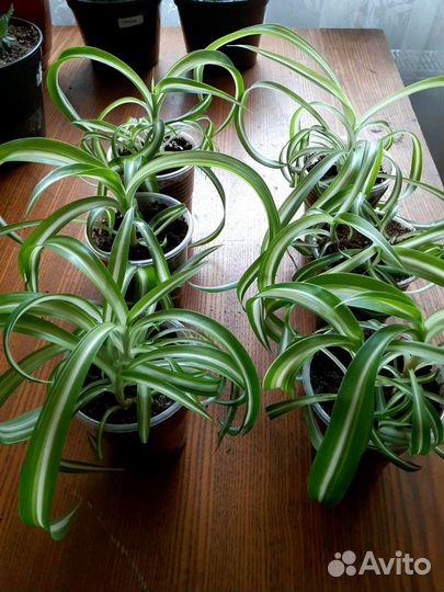 Хлорофитум кудрявый вариегатный
