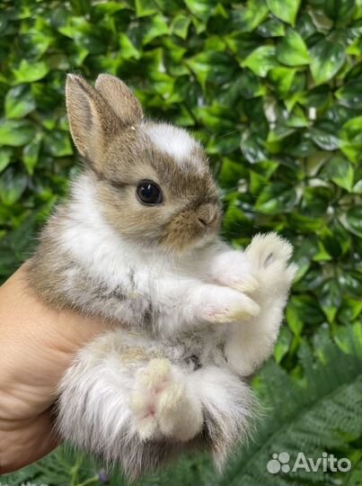 Ручные кролики карликовые
