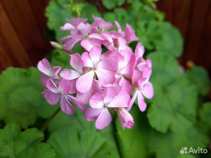 Пеларгония герань