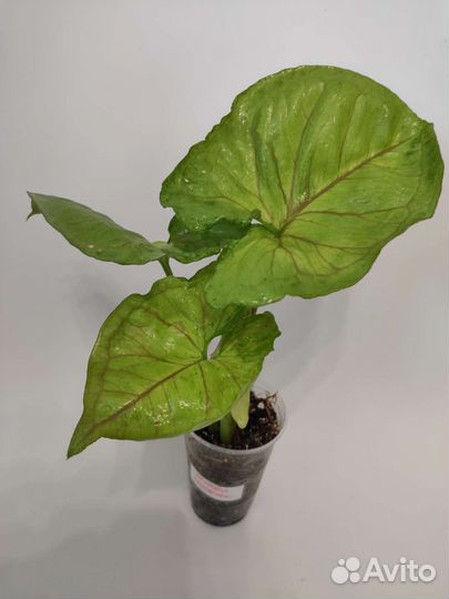 Сингониумы разные