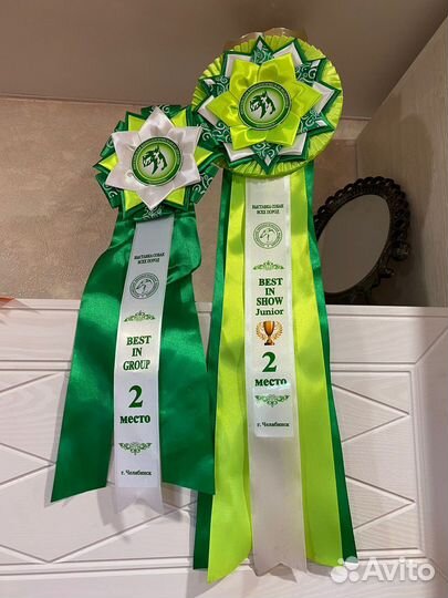 Агт американский голый терьер для вязок