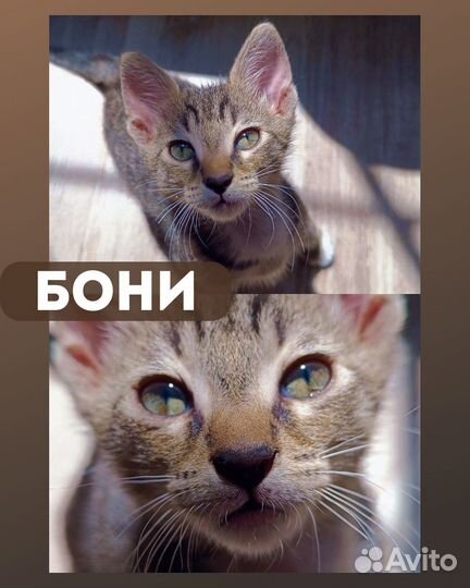 Мальчики котята Бони и Финя в добрые руки