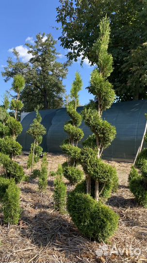 Туя смарагд в форме спирали, конуса, шаров