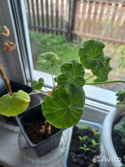 Герань, фиалки