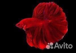 Аквариумные рыбки петушки + новый аквариум