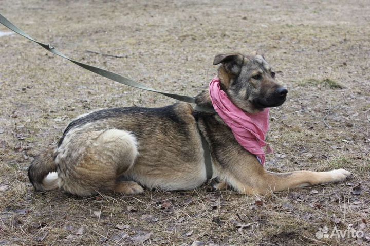 Собачка, похожая на бельгийскую овчарку