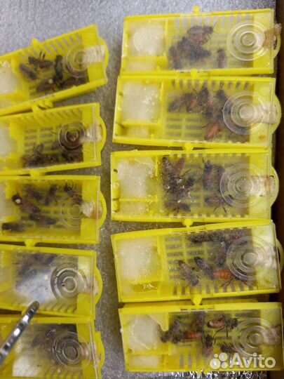 Матки плодные