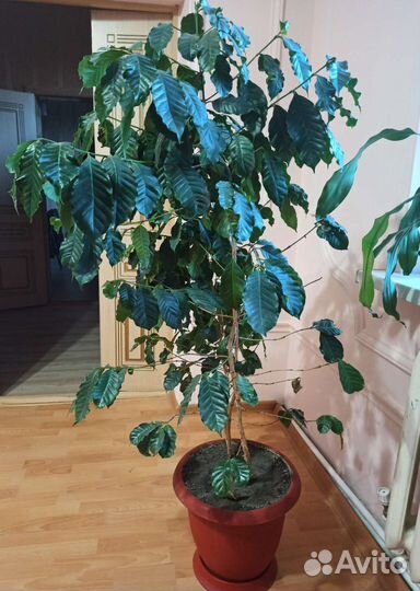 Кофейное дерево арабика